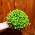 Rodinné šťastie (Soleirolia soleirolii) ´AUREA´ - výška 5-10 cm, ⌀ 15-20 cm, kont. C1L